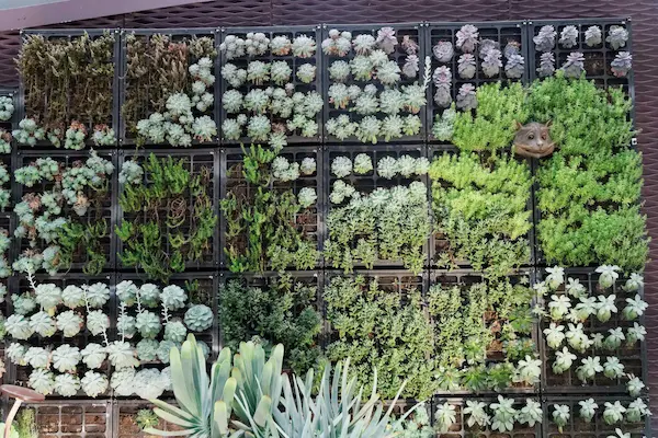 Succulent Garden (3)